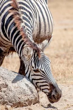 Zebra Scratching his Face A zebra in the ngorongoro crater is scratching h... Stock Photos