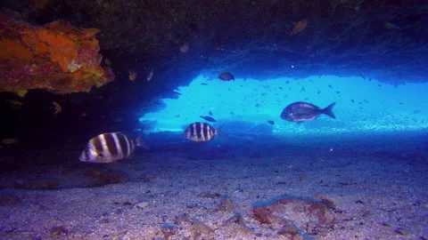 Zebra seabream in underwatercCave Stock Footage 234551591