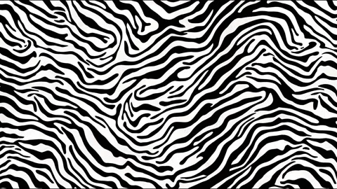Zebra seamless animation. Black and white zebra stripes. zoo Stock Footage 220123032
