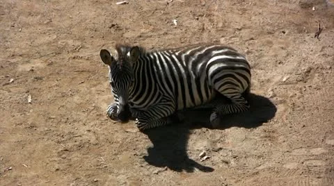 Zebra seated Video stock 20483974