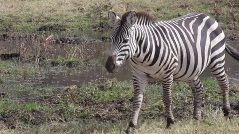 Zebra in Selous, Africa Stock Footage 79504232