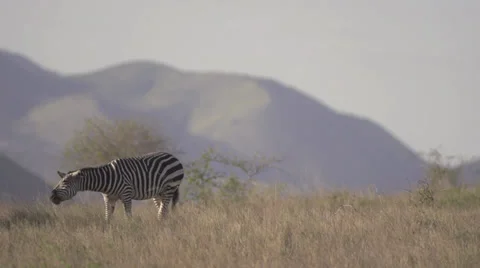 Zebra shaking head  Stock Footage 33530348