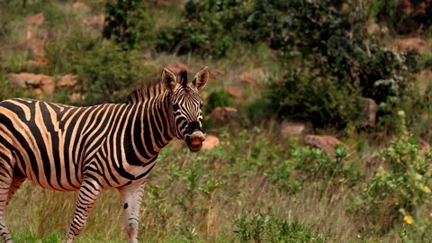 Zebra shaking head to ward off bugs with reddish coat from iron-rich soil Stock Footage 306915771
