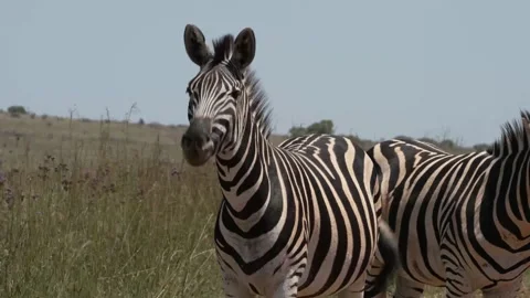 Zebra shaking its head in the bush veld in the midday sun Stock Footage 231704259