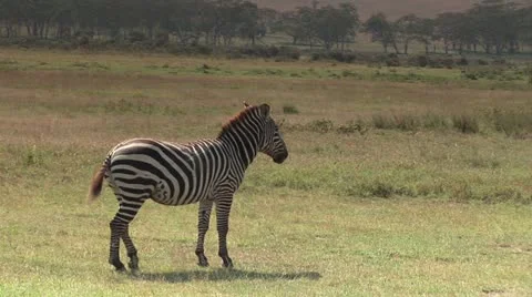 Zebra Shaking its Tail Video stock 11429568