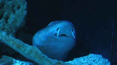 Zebra shark 01 Stock Footage 25856363