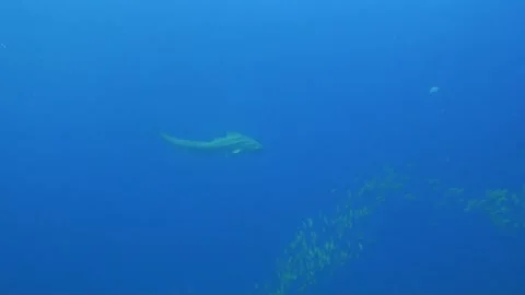 Zebra Shark 1 Vidéo 173389241