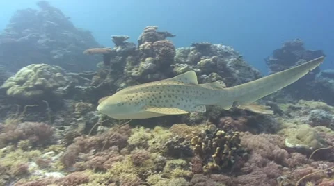 Zebra Shark to Camera Stock Footage