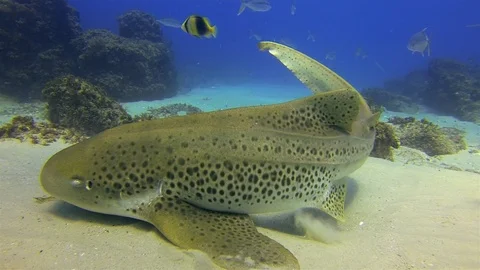 Zebra Shark Close Up &amp; Colourful Fish.Leopard Shark In Beautiful Sunlit Blue Sea Stock Footage 115869340