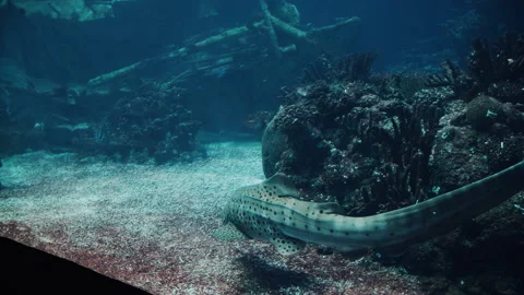 Zebra Shark Stock Footage 148543975