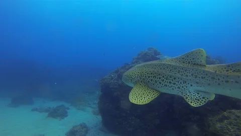 Zebra Shark. Leopard Shark Close Up. Peaceful Bottom Dwelling Shark Swimming Stock Footage 115366867