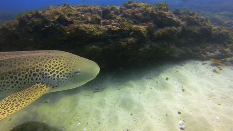 Zebra Shark. Leopard Shark Close Up. Pelagic Carpet Shark Swimming. POV Shot Stock Footage 115369716