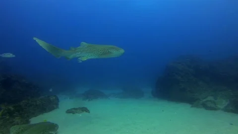 Zebra Shark Or Leopard Shark &amp; Fish School. Beautiful Carpet Shark In Blue Se Stock Footage 115359399