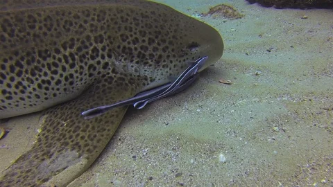 Zebra Shark Or Leopard Shark Close Up &amp; Remoras Fish Cleaning. Carpet Shark Stock Footage 115362738