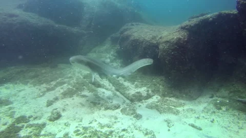 Zebra Shark Or Leopard Shark Close Up. Stock-Footage 164730362
