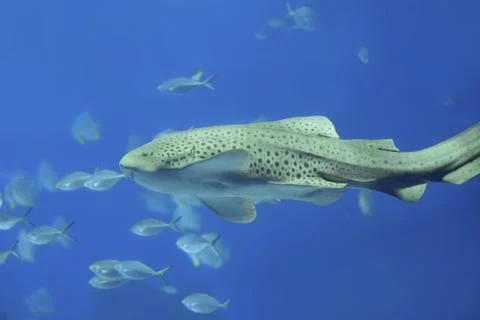 Zebra shark Stock Photos