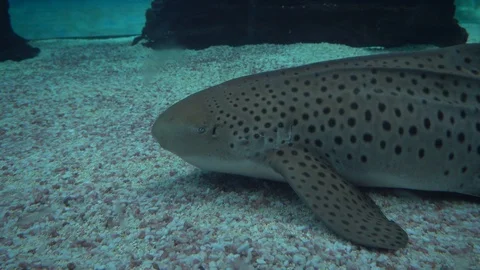 Zebra Shark Resting on the Seabed Stock Footage 94684562