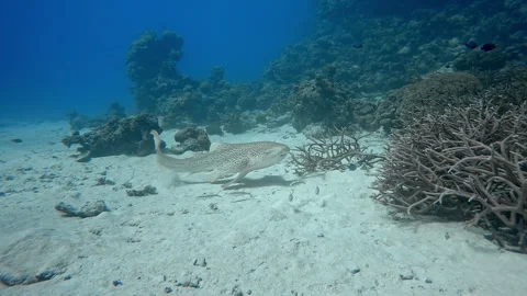 Zebra shark on sandy seabed swims through coral reefs to open ocean - tight shot Stock Footage 306297139