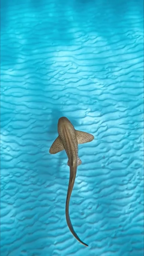 Zebra shark in the sea Video stock 332553501