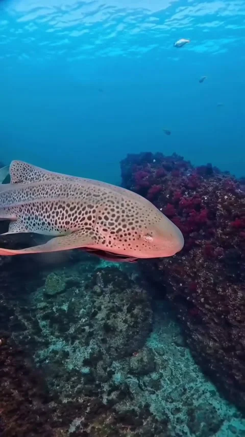 Zebra shark in the sea Stockbeeldmateriaal 332584806