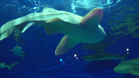 Zebra Shark Slow Motion Stock Footage 82877976