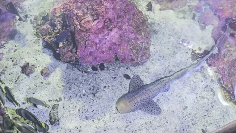 Zebra shark swimming over sandy tropical reef Video stock 342326770