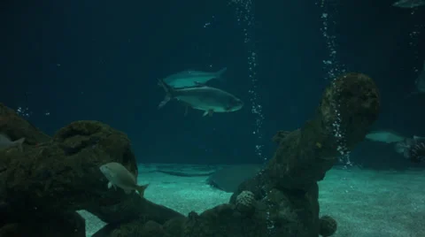 Zebra shark swims by Stock Footage 36158801