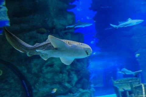 Zebra shark swims Stock Photos