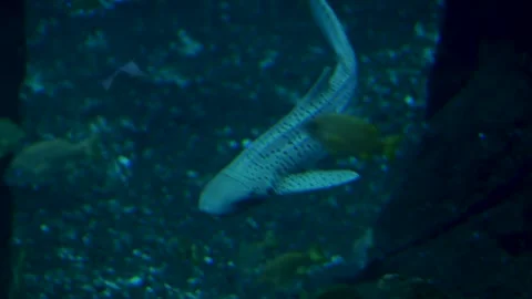 Zebra Shark Underwater Closeup View of Spotted Leopard Shark in Aquarium Tank Stock Footage 338372026