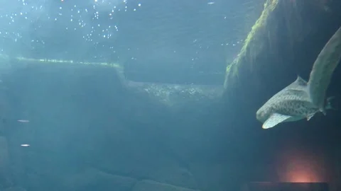 Waikīkī Aquarium » Tiger Shark