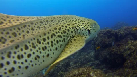 Zebra Shark.Leopard Shark Close Up. Fish Feeding On Colourful Carpet Shark Stock Footage
