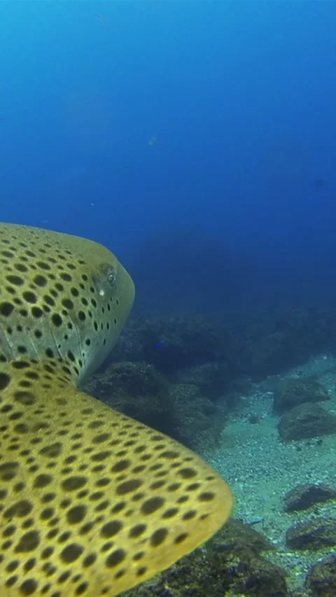 Zebra Shark.Leopard Shark Close Up. Fish Feeding On Colorful Carpet Shark Видео 310481441