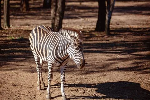 A Zebra Showing Its Stripes Stock Photos
