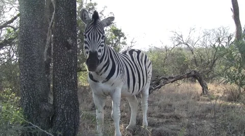 Zebra at the side of the road Stock Footage 2136854