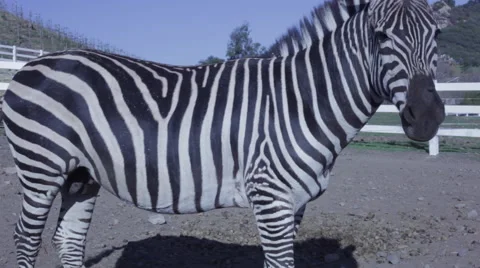 Zebra Side Twitch 스톡 동영상 50231943