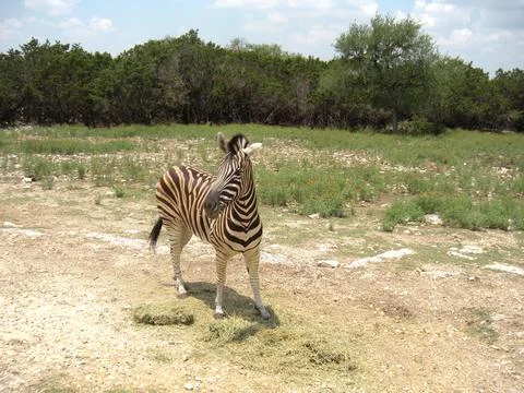 Zebra with side view 写真素材