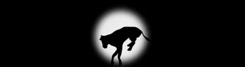 Zebra Silhouette Standing In Spotlight Video stock 335225691