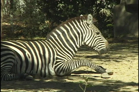 Zebra Sitting Stock Footage 298865