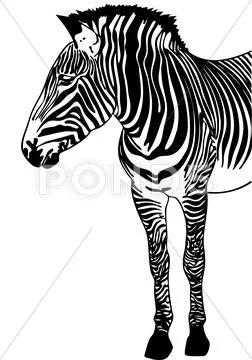 Zebra sketch Stock Illustration