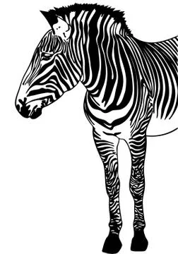 Zebra sketch Stock Illustration