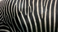 Zebra Skin. Stock Footage