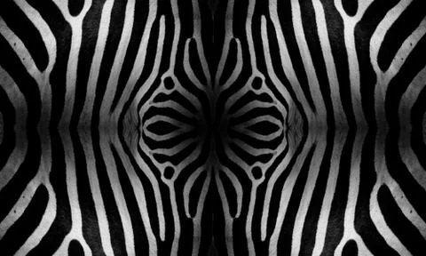 Zebra skin Stock Illustration