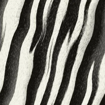 Zebra skin pattern Stock Illustration