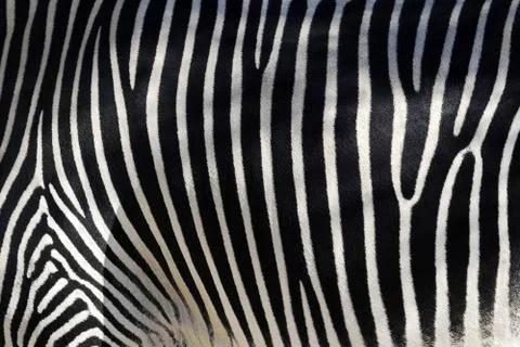 Zebra skin Stock Photos