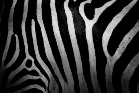 Zebra skin Stock Photos