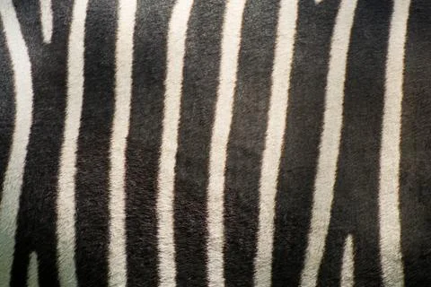 Zebra skin Stock Photos