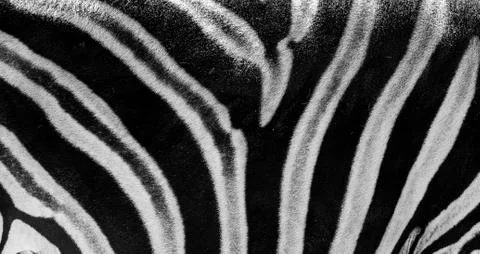 Zebra skin Stock Photos
