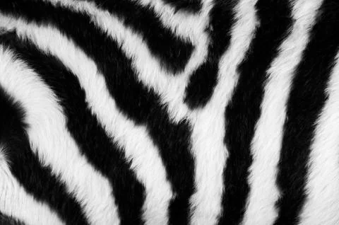 Zebra skin Foto stock