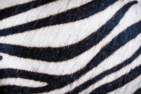 Zebra skin texture Foto stock