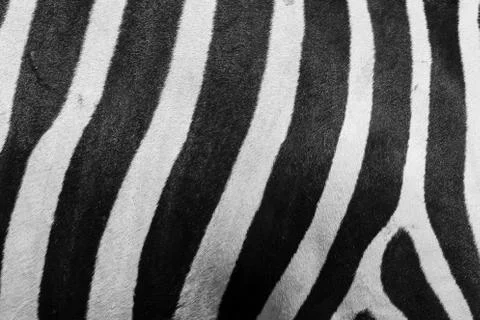 Zebra skin texture Stock Photos